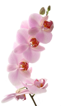 Orchid Beauty